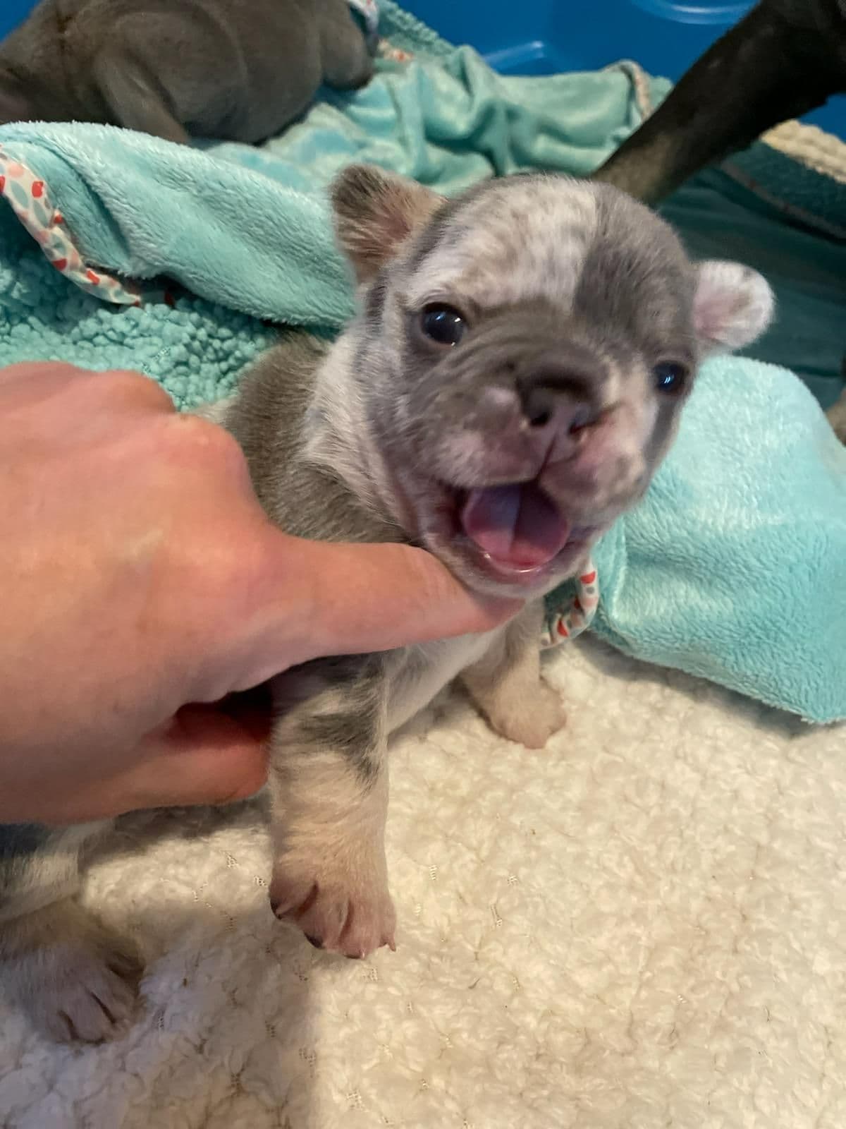 French Bulldog Puppies - Incredible REPEAT PAIRING - ZOEY and TITAN breeder image 25