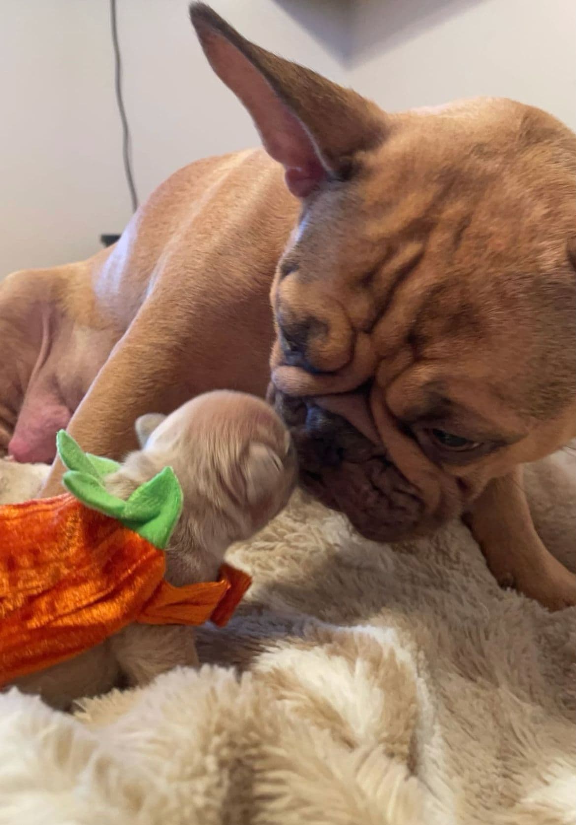 French Bulldog Puppies - Incredible REPEAT PAIRING - ZOEY and TITAN breeder image 21