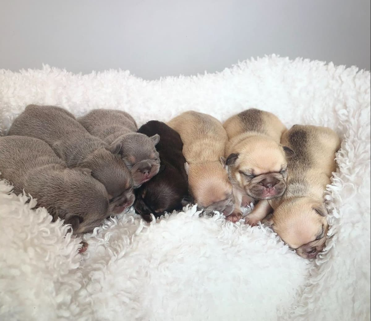 French Bulldog Puppies - Incredible REPEAT PAIRING - ZOEY and TITAN breeder image 20