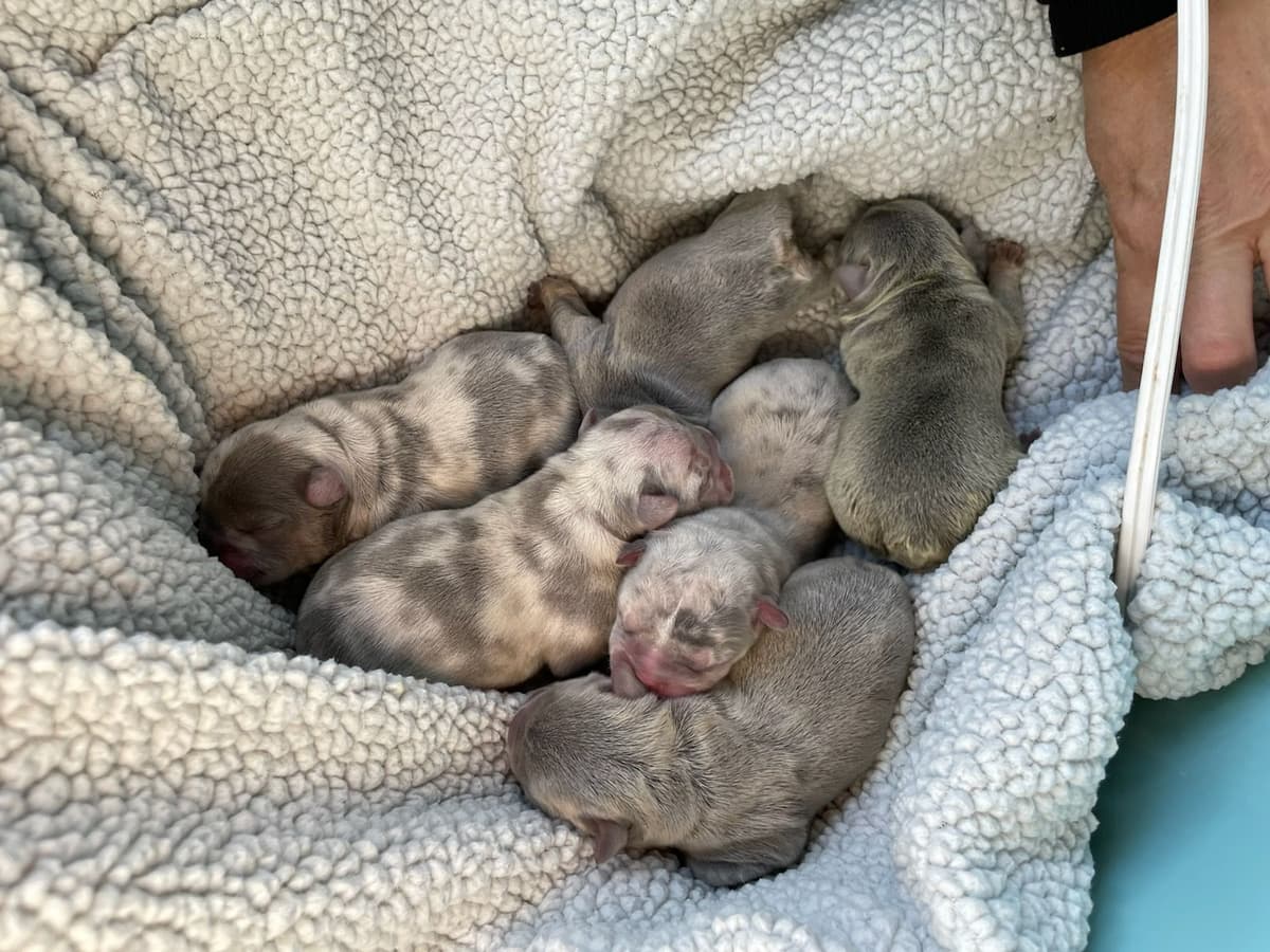 French Bulldog Puppies - Incredible REPEAT PAIRING - ZOEY and TITAN breeder image 23