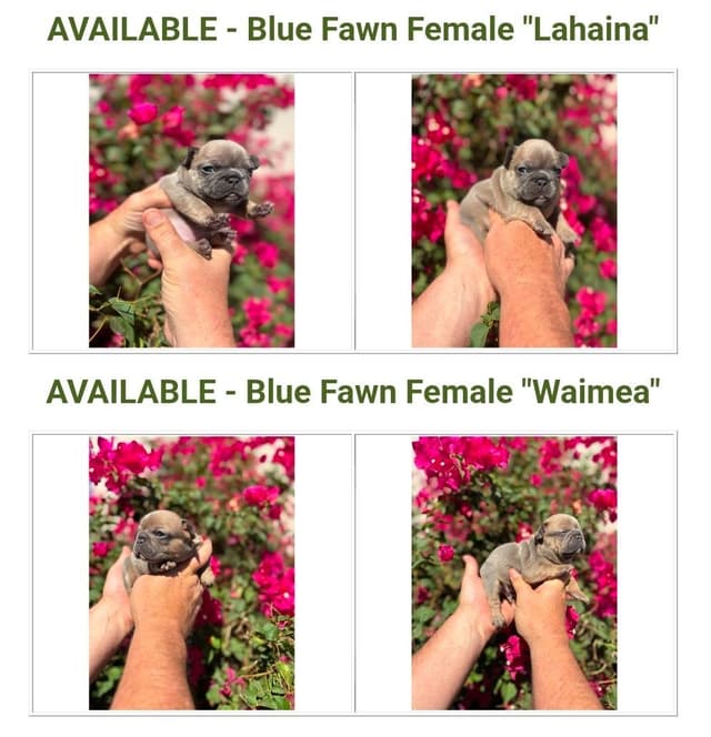 French Bulldog Puppies - Island's Litter media 2