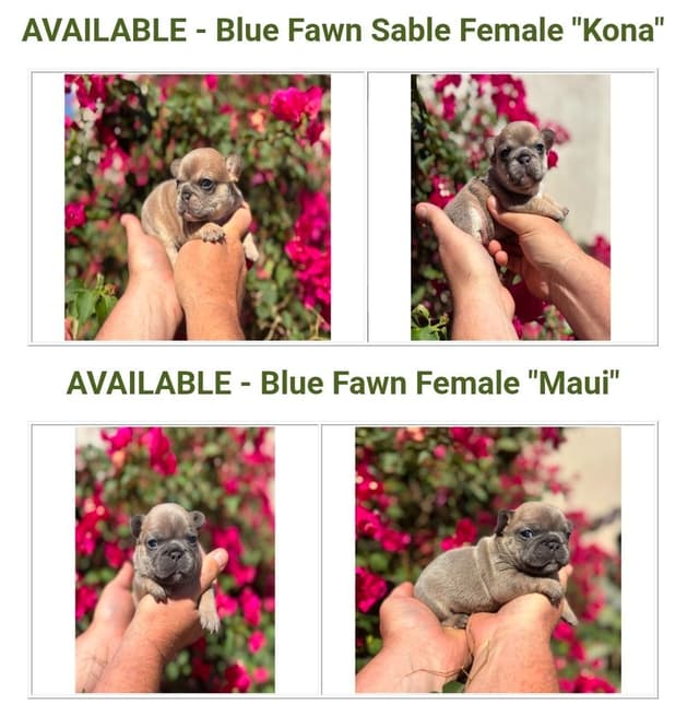 French Bulldog Puppies - Island's Litter media 3