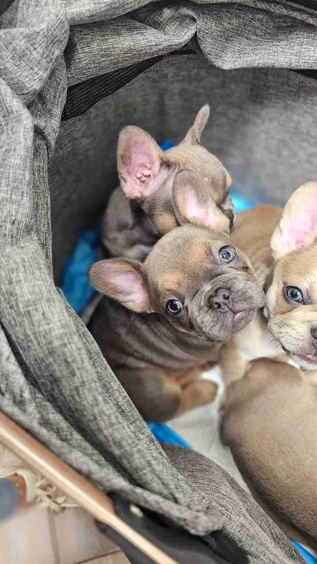 French Bulldog Puppies - Island's Litter media 4