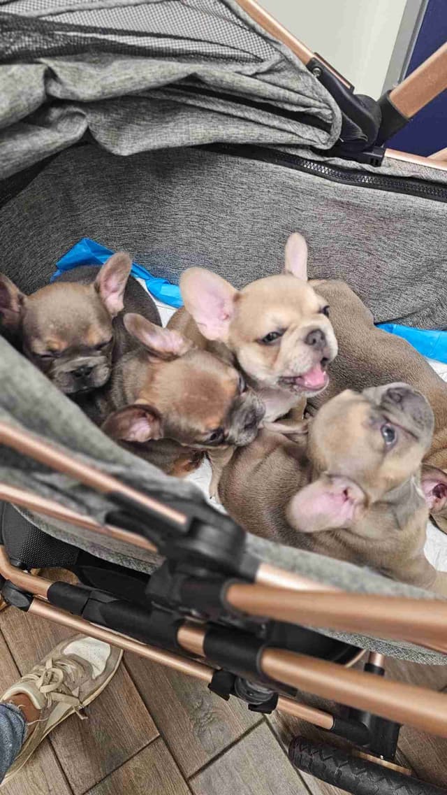 French Bulldog Puppies - Island's Litter media 5