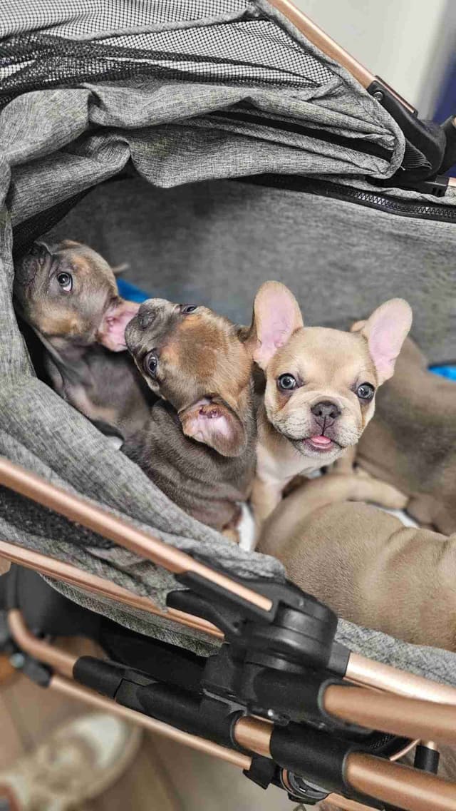 French Bulldog Puppies - Island's Litter media 6
