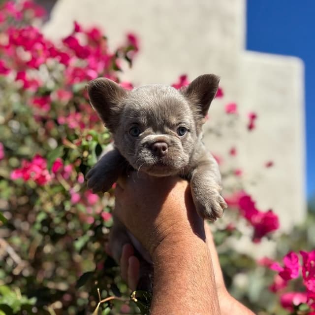 French Bulldog Puppies - GIZZY and TITAN Litter media 9