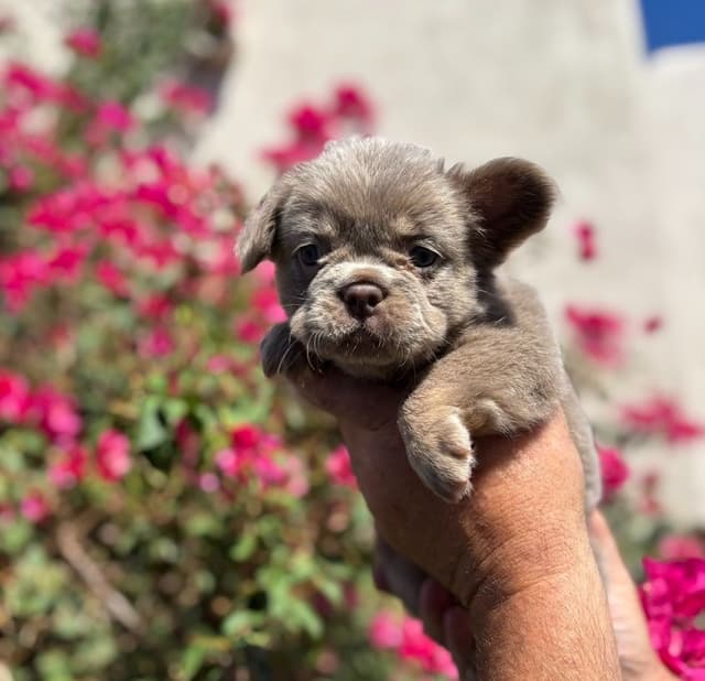French Bulldog Puppies - GIZZY and TITAN Litter media 8