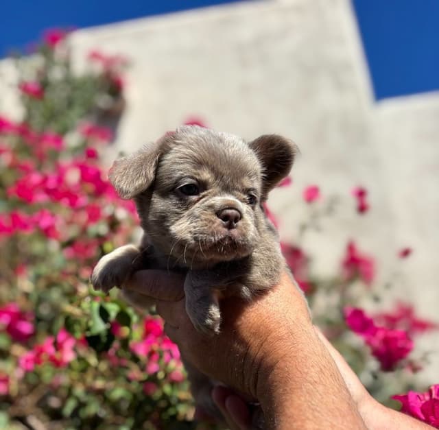 French Bulldog Puppies - GIZZY and TITAN Litter media 3