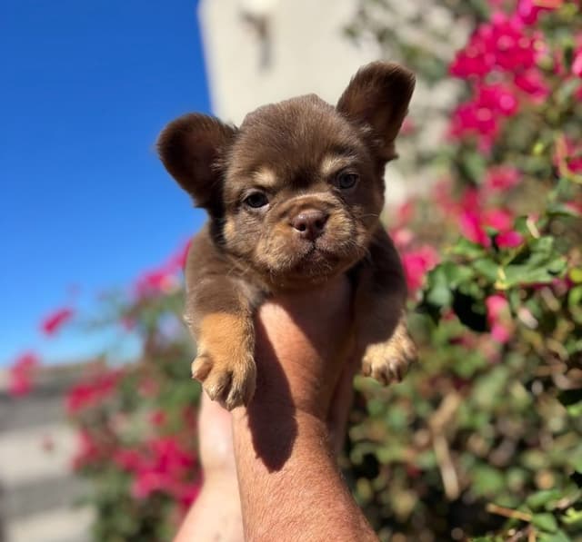 French Bulldog Puppies - GIZZY and TITAN Litter media 2