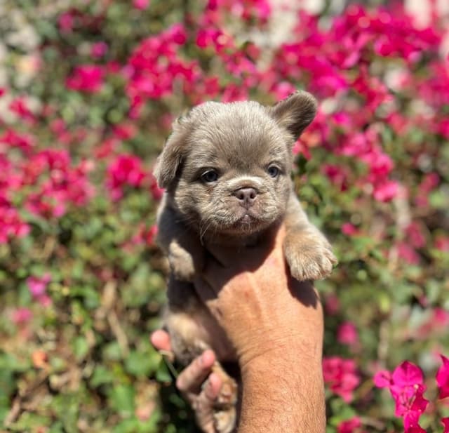 French Bulldog Puppies - GIZZY and TITAN Litter media 4