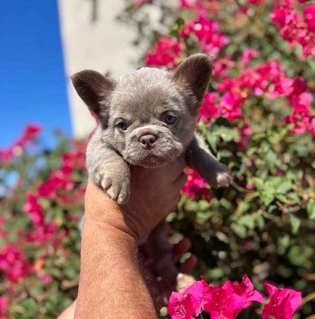 French Bulldog Puppies - GIZZY and TITAN Litter media 10