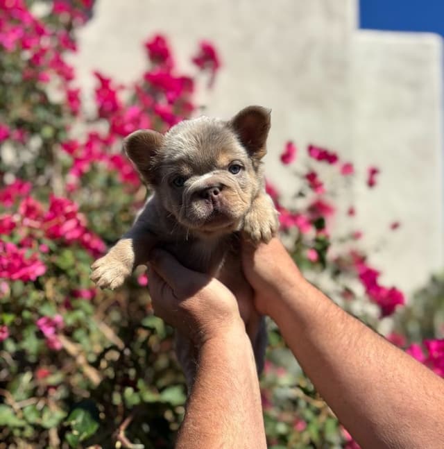 French Bulldog Puppies - GIZZY and TITAN Litter media 6