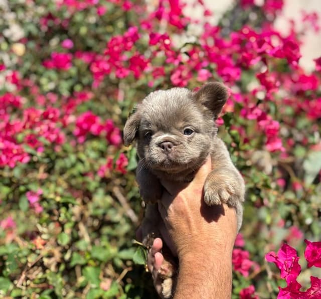 French Bulldog Puppies - GIZZY and TITAN Litter media 7