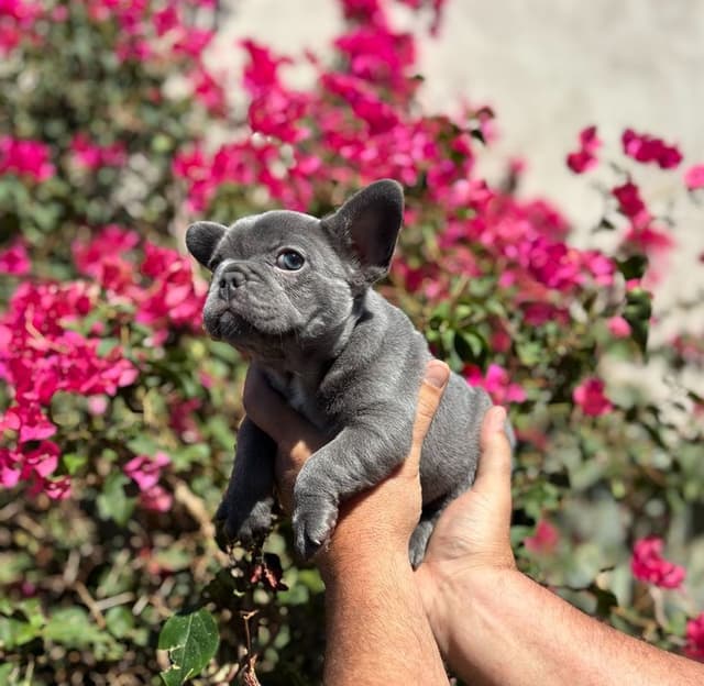 French Bulldog Puppies - Incredible REPEAT PAIRING - ZOEY and TITAN media 2