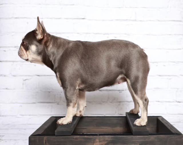 French Bulldog Puppies - Stunning Pairing > IVA and HUSTLER media 3