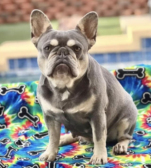 French Bulldog Puppies - Stunning Pairing > IVA and HUSTLER media 4
