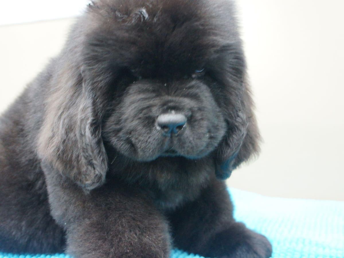 Newfoundland Puppies breeder image 12