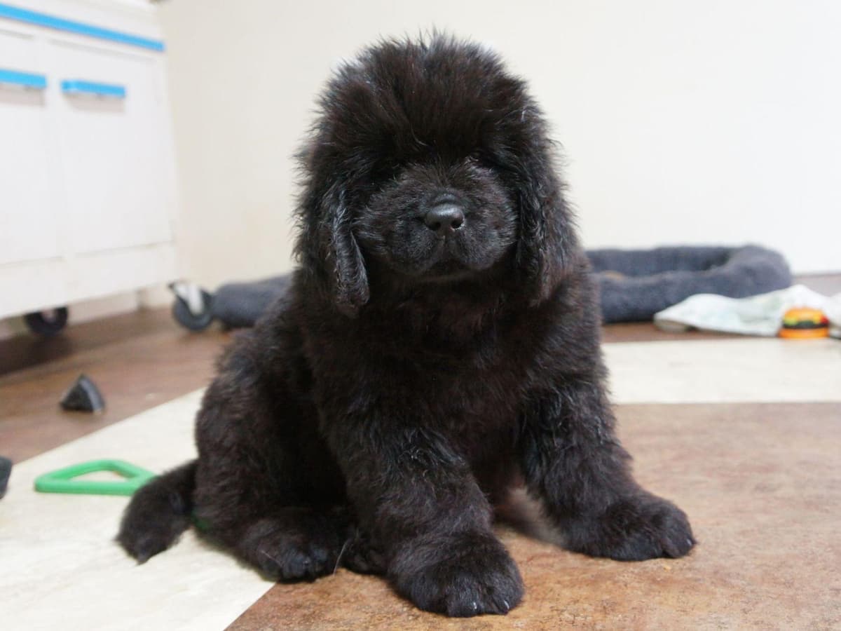Newfoundland Puppies breeder image 16