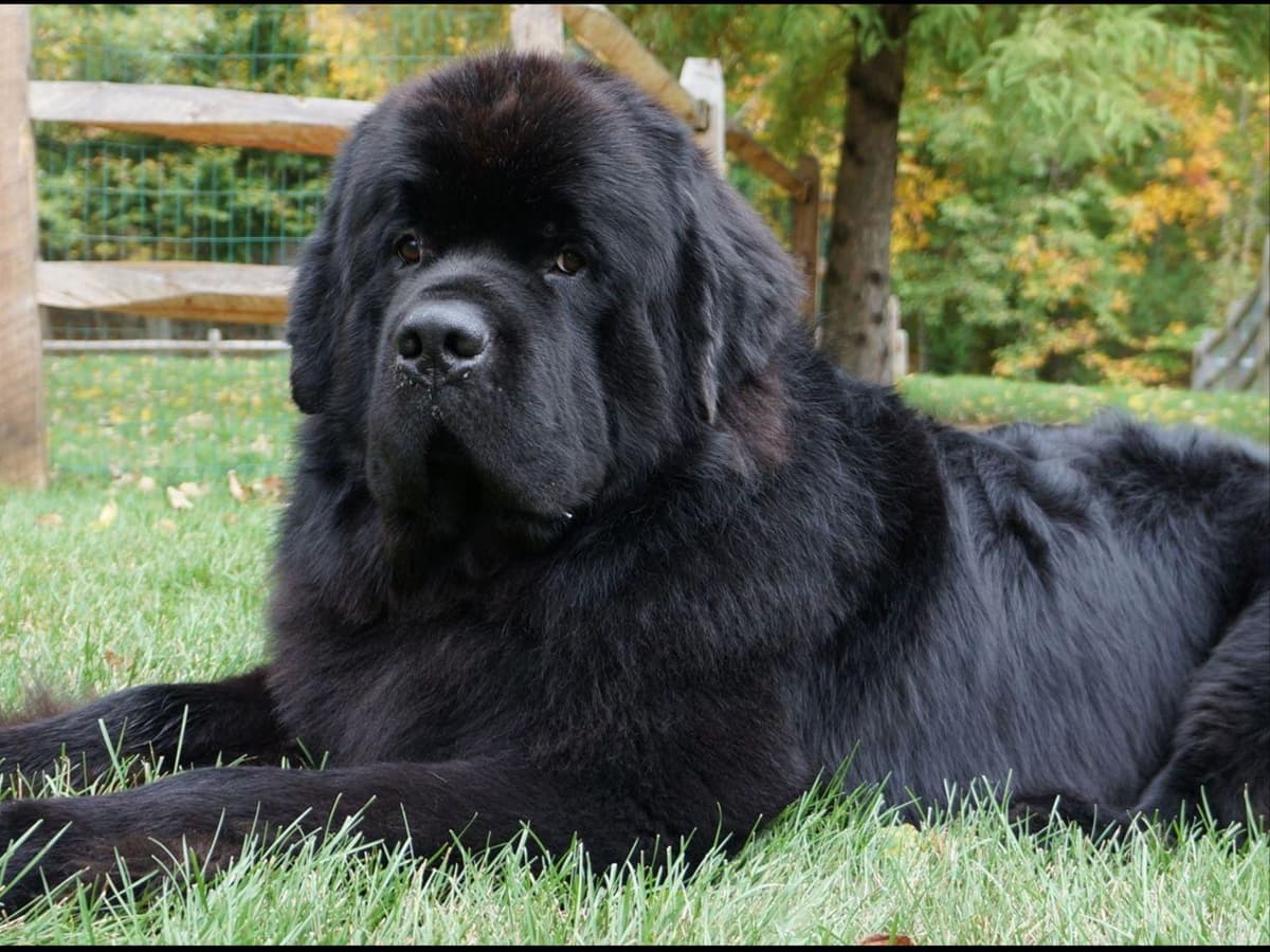 Newfoundland Puppies breeder image 13