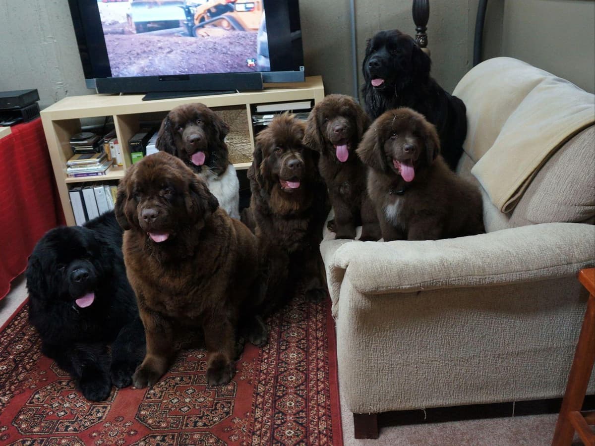 Newfoundland Puppies breeder image 17