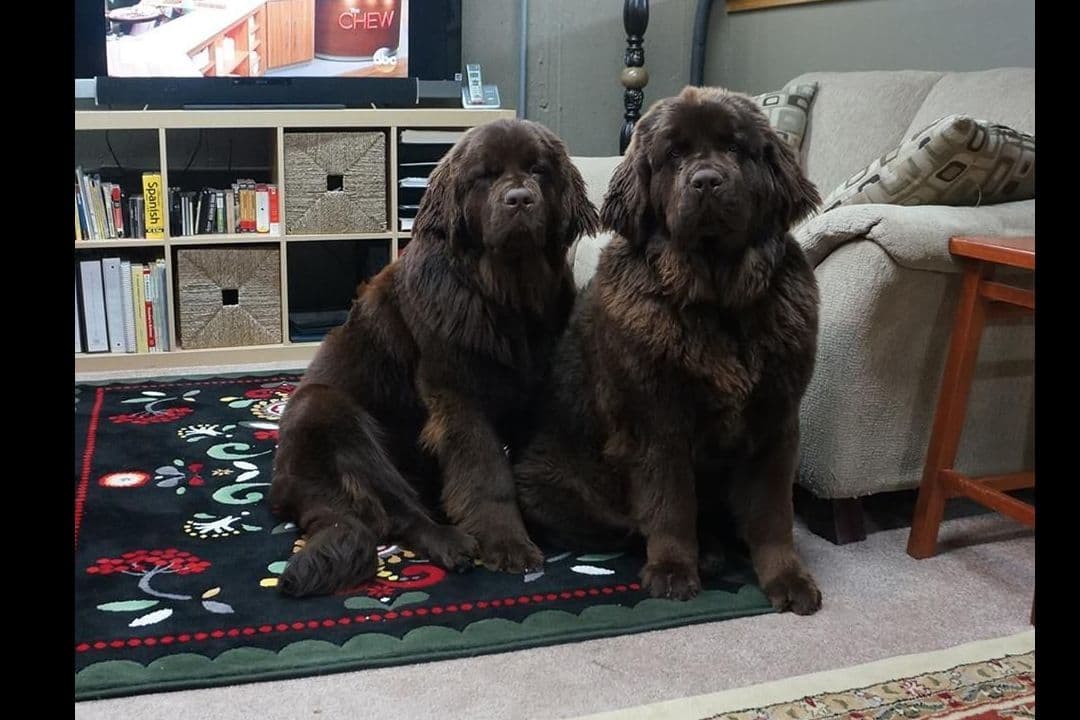 Newfoundland Puppies breeder image 15
