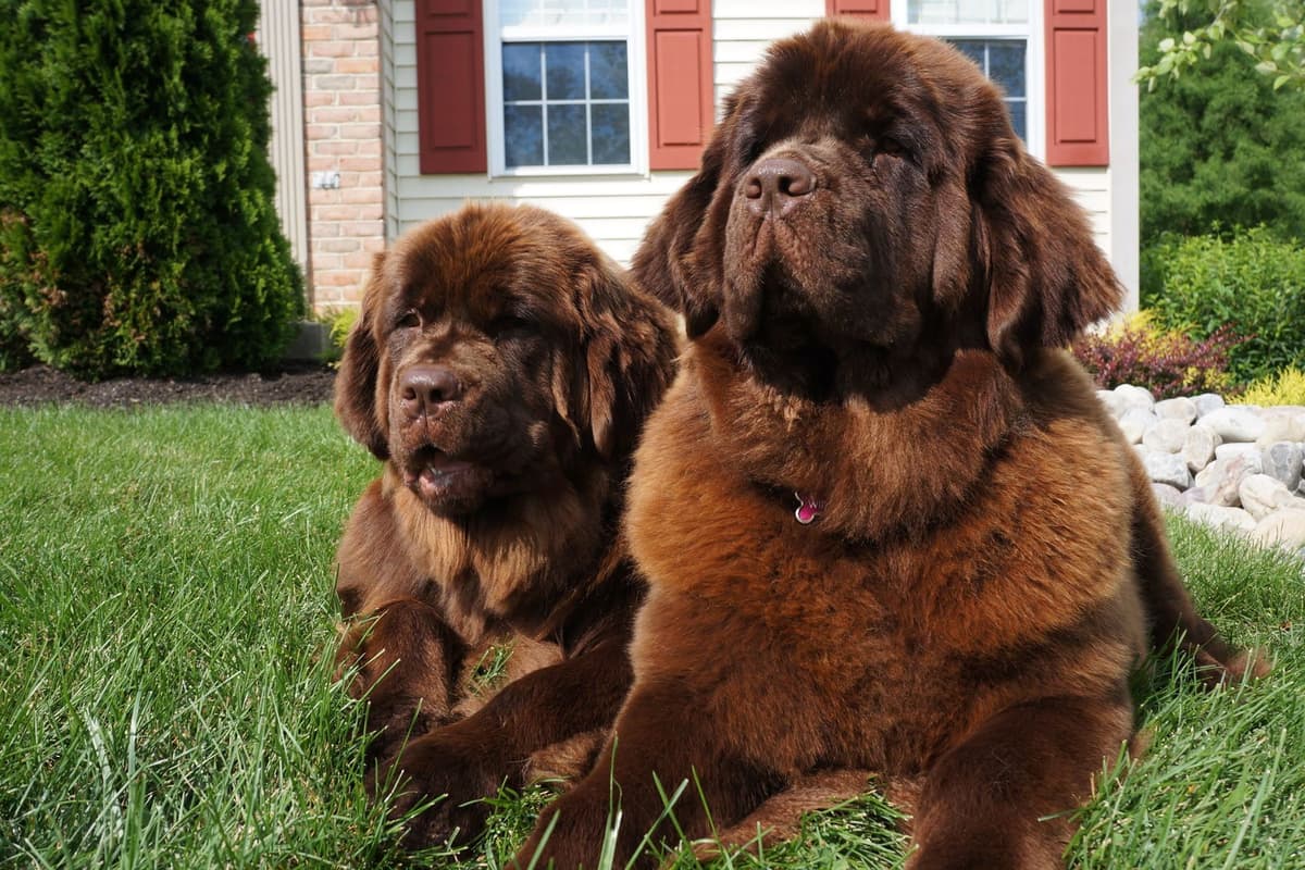 Newfoundland Puppies breeder image 8