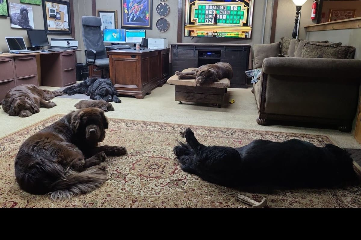 Newfoundland Puppies breeder image 9