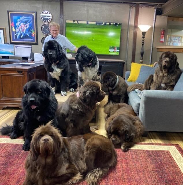 Newfoundland Puppies breeder image 18