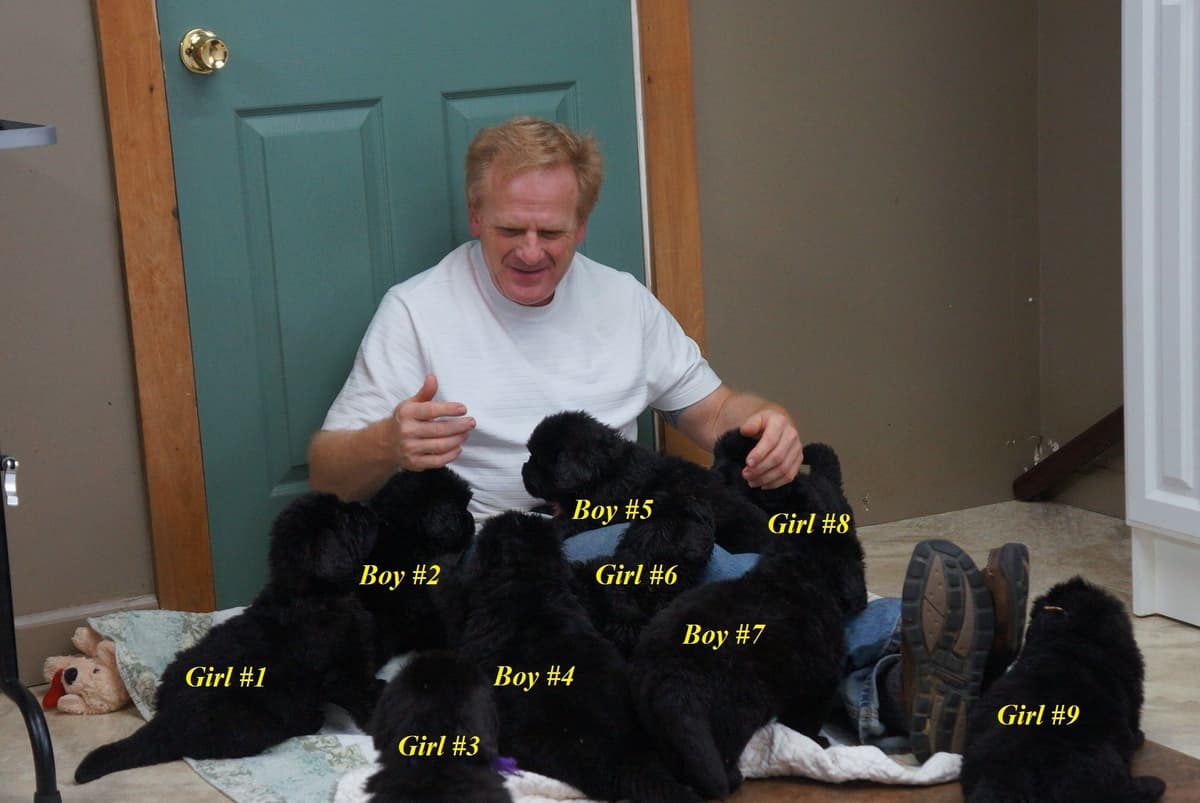 Newfoundland Puppies breeder image 19