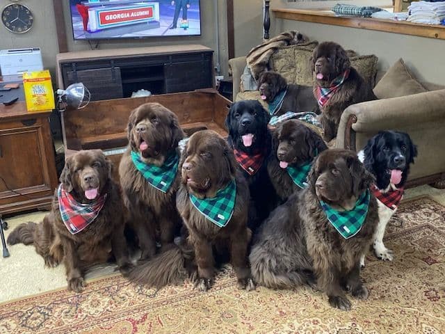 Newfoundland Puppies breeder image 21