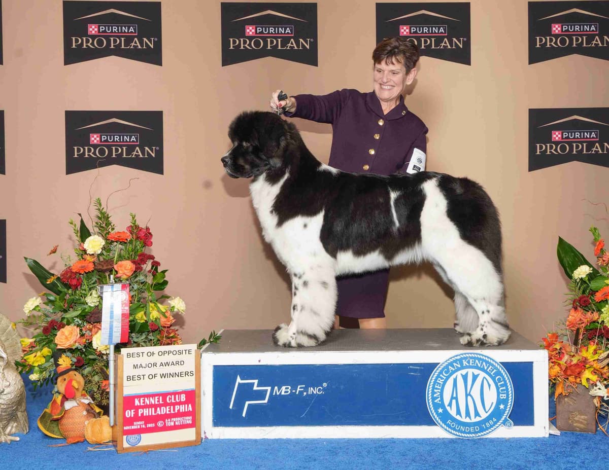 Newfoundland Puppies breeder image 2