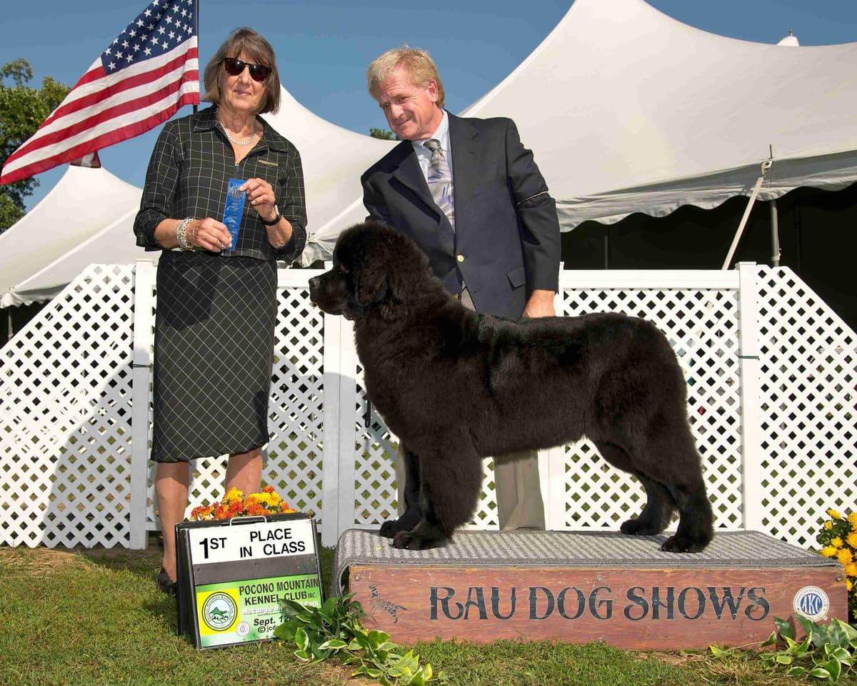 Newfoundland Puppies breeder image 5