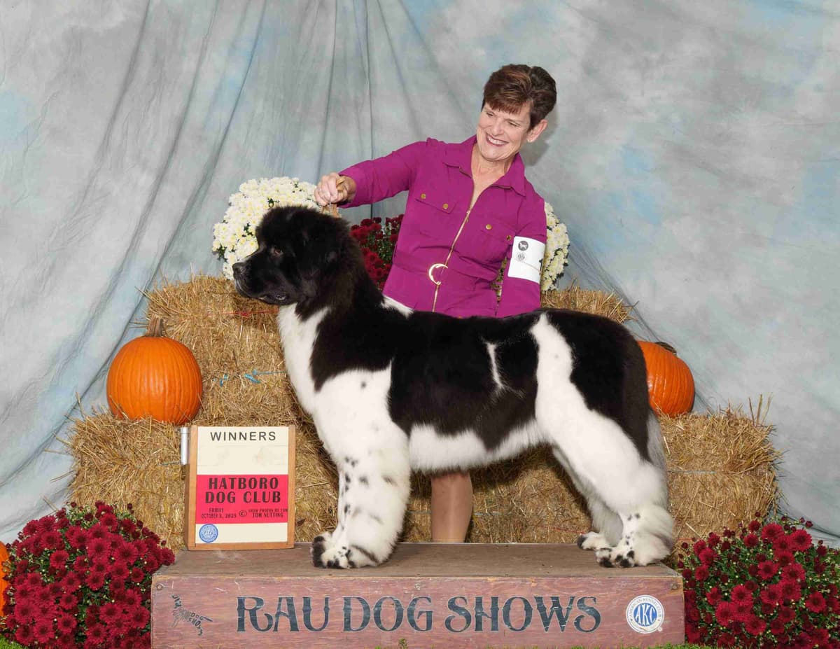 Newfoundland Puppies breeder image 11