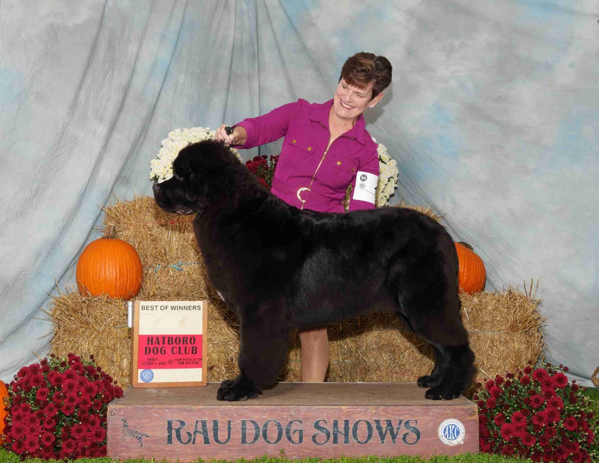 Newfoundland Puppies breeder image 14