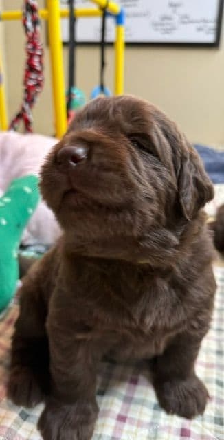 Newfoundland Puppies media 2