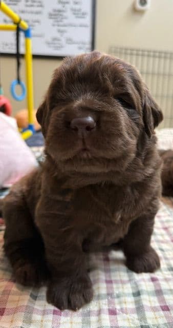Newfoundland Puppies media 3