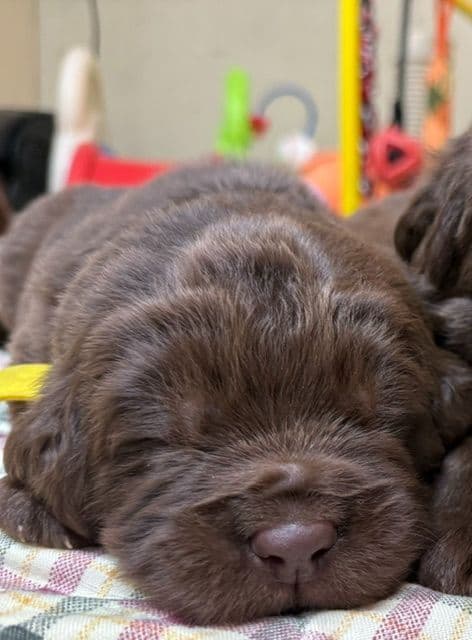Newfoundland Puppies media 4