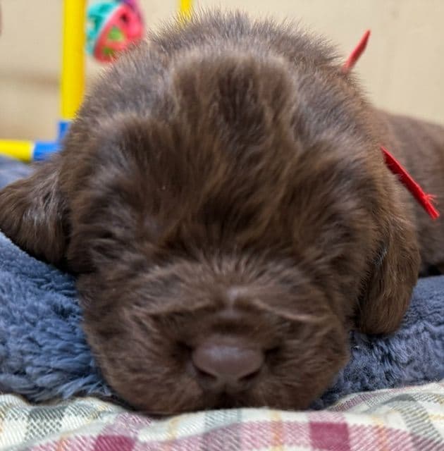 Newfoundland Puppies media 5