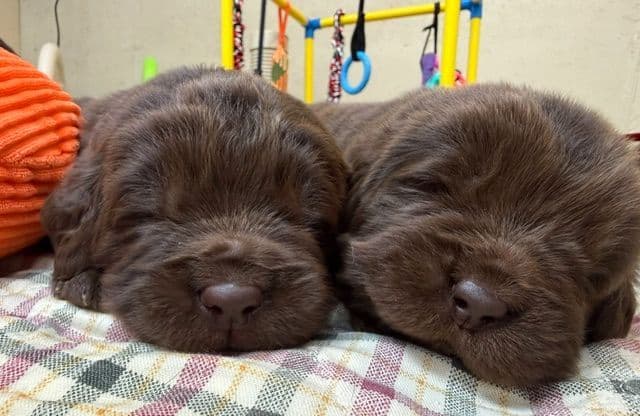 Newfoundland Puppies media 6