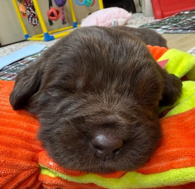 Newfoundland Puppies media 7