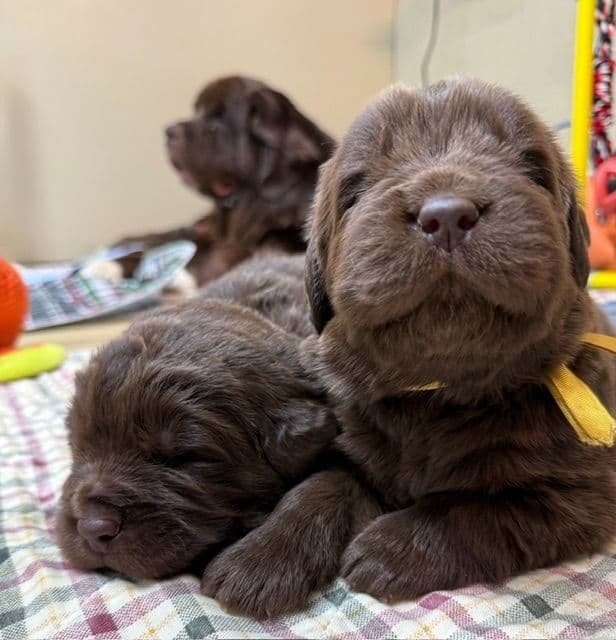 Newfoundland Puppies media 8