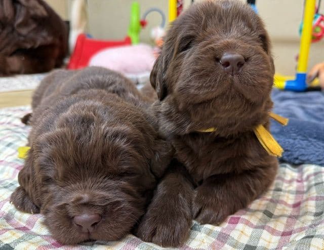 Newfoundland Puppies media 9