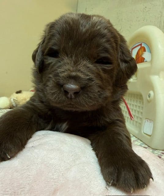 Newfoundland Puppies media 10