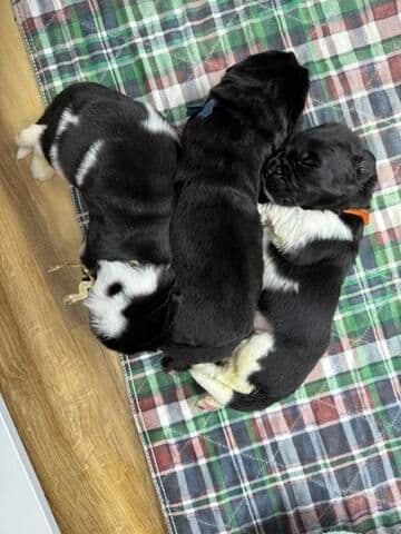 Newfoundland Puppies media 2