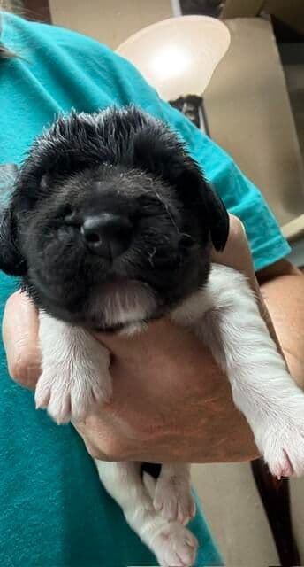 Newfoundland Puppies media 3