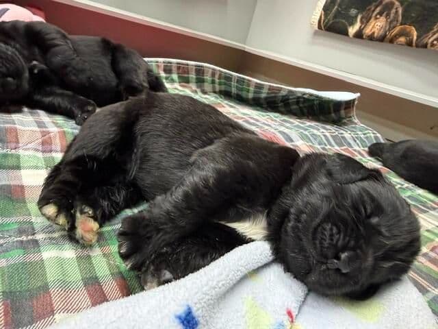 Newfoundland Puppies media 4