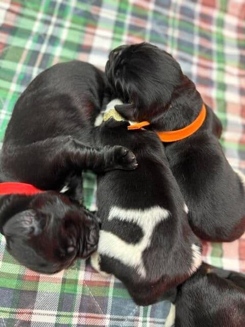 Newfoundland Puppies media 5