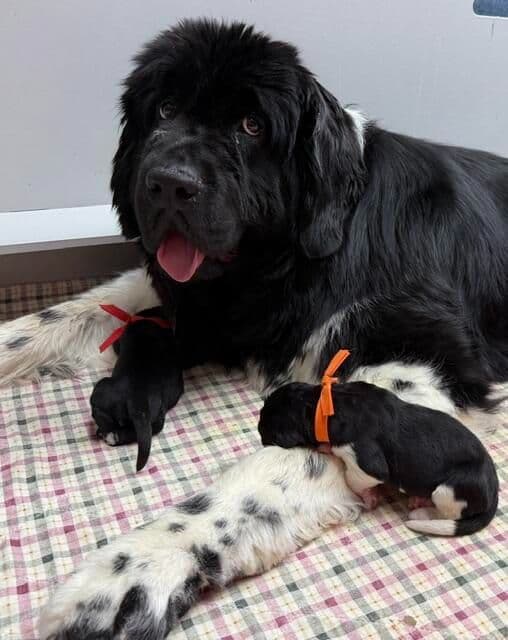 Newfoundland Puppies media 6