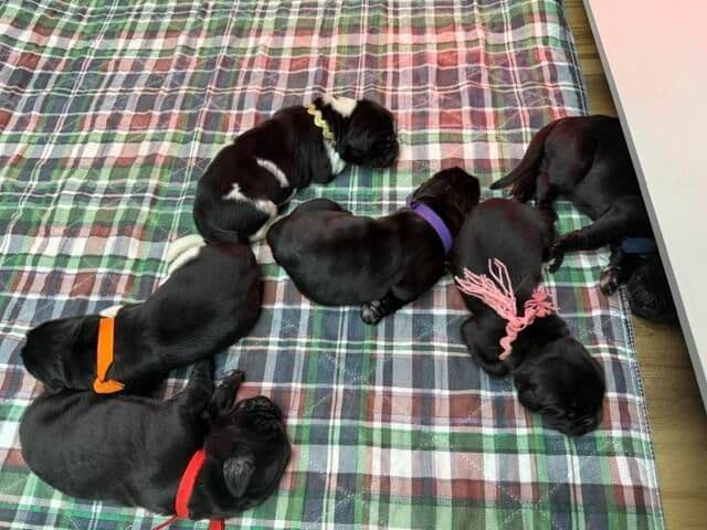 Newfoundland Puppies media 7