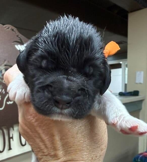 Newfoundland Puppies media 8